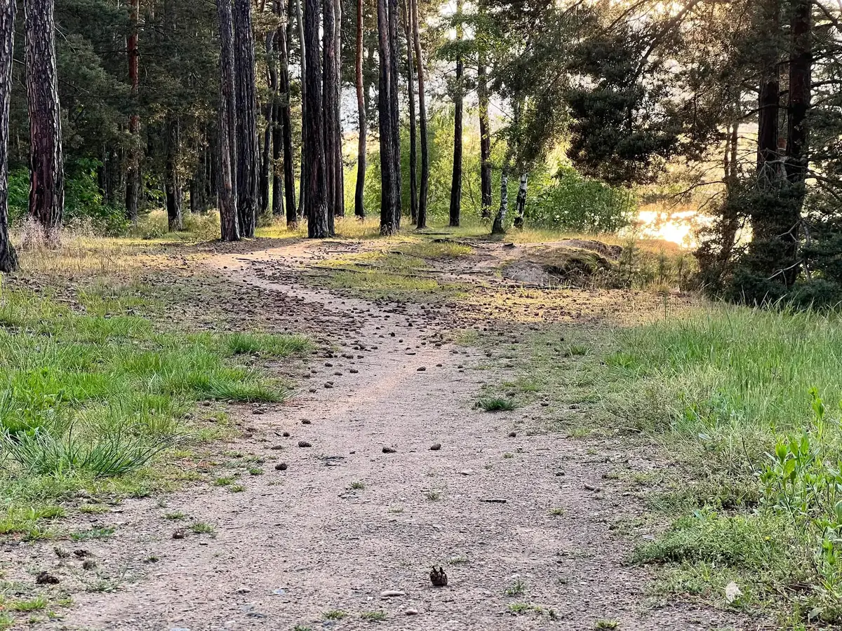 Lesní cesta mezi borovicemi