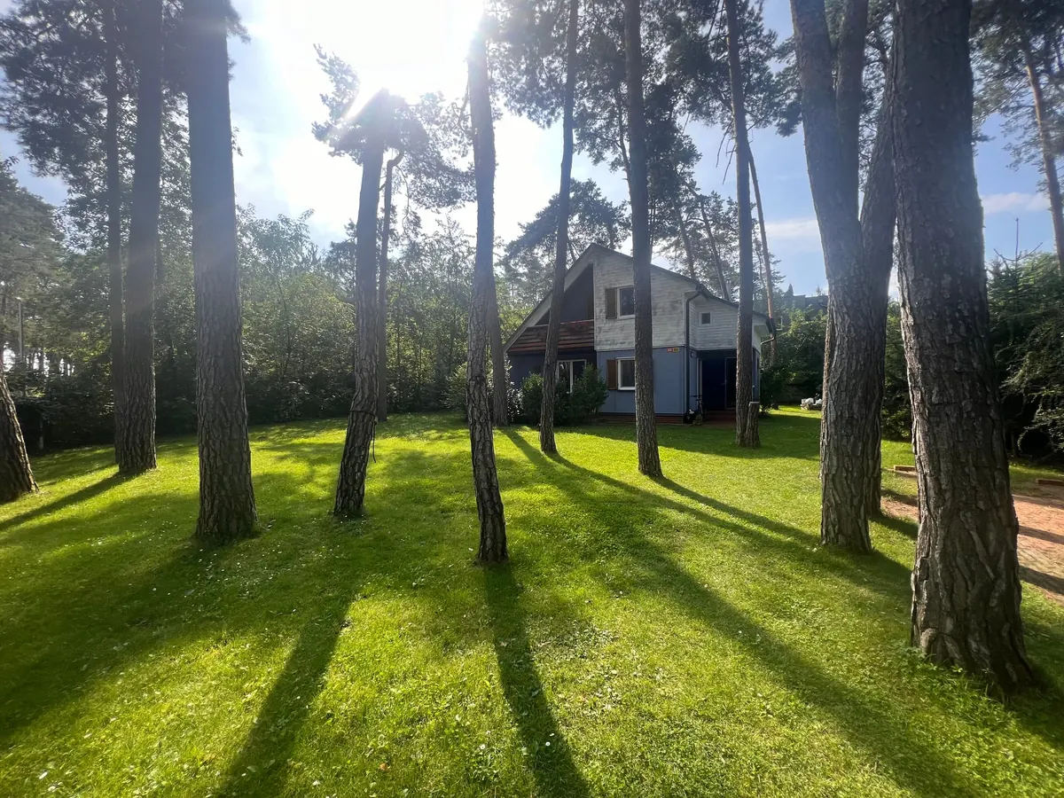 Trávník s dlouhými stíny borovic, v pozadí dům
