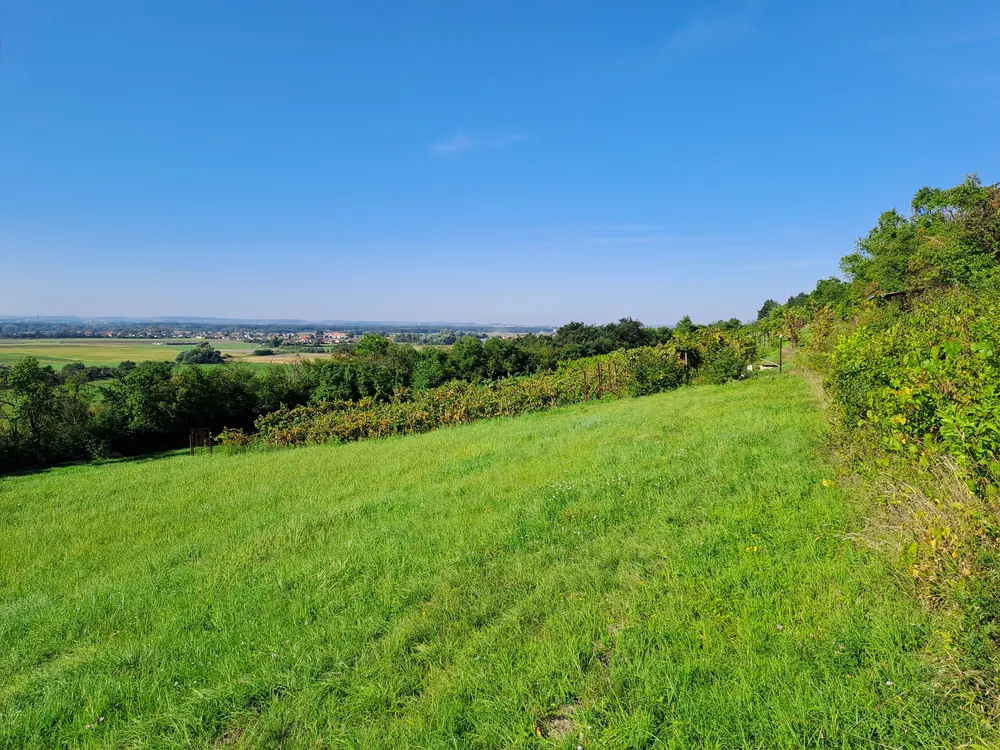 Svatováclavská vinice nad Dřísy
