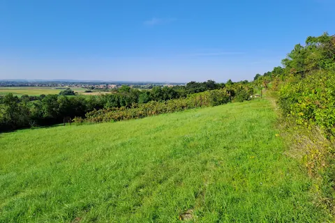 Svatováclavská vinice na svahu nad Dřísy