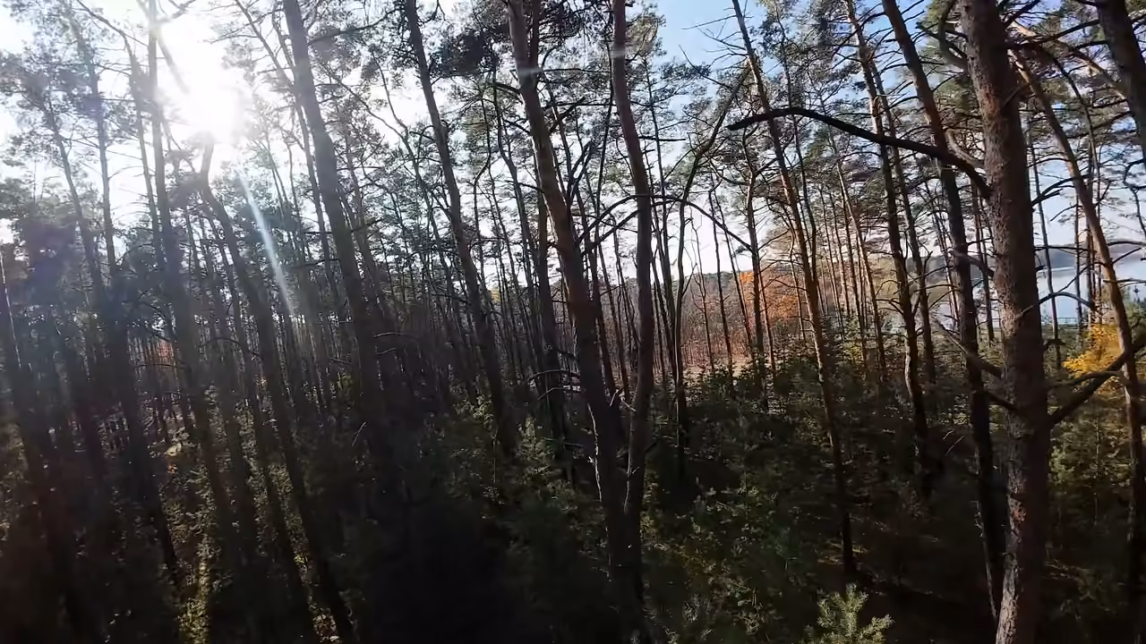 Borový les u jezera, pohled mezi kmeny